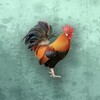 火乐园 